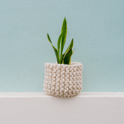 Small potted plant in a textured pot on a light surface with a light blue background